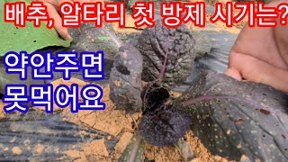 알타리(무) 배추 첫 방제 시기는 언제가 적당할까요? 빨간무 보라무 벼룩벌레약 나방약 미량요소 복합비료 혼용…