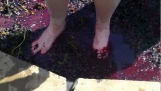 preview picture of video 'Tracy Stomping grapes'