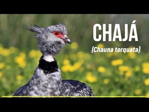 Southern screamer (Chauna torquata)