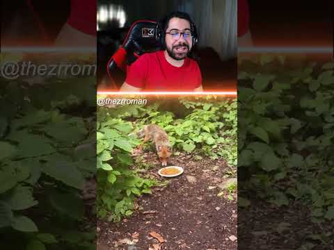 الثعلب اخذ الصحن وترك الرز 😂