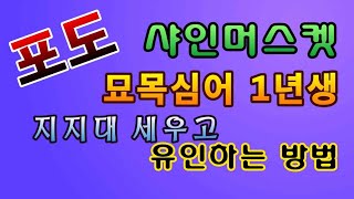 [텃밭농부.909]  포도샤인머스켓 1년생묘목  지지대 설치 및 유인방법