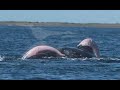 Giant oarfish -Video of 18 ft sea serpent; unidentified ...