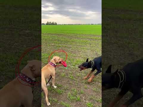 Pitbull vs. Doberman - Who Will Win?  #dogs