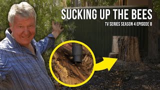 Safe Bee Relocation - Tackling a Tree Stump Hive with Innovative Solutions | The Bush Bee Man