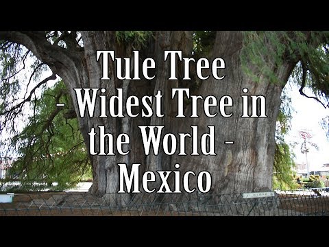 Tule Tree | The Worlds Widest Tree | Santa Maria del Tule |  Oaxaca | English | Subtitles | Mexico