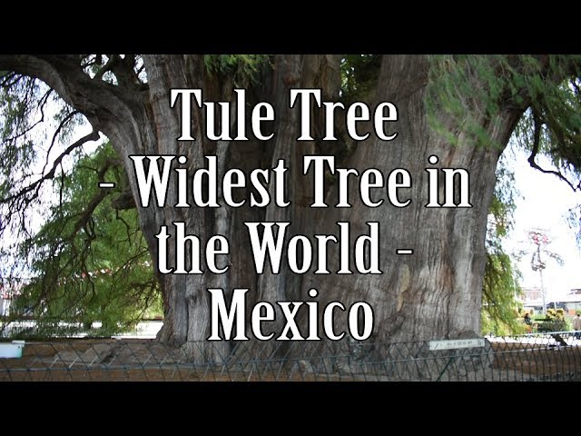 Video Pronunciation of tule in English