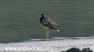 Red Wattled Lapwing or Vanellus indicus