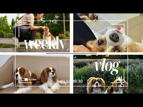 Weekly vlog July 15-21 // Shooting content, small business stuff, lavender fields