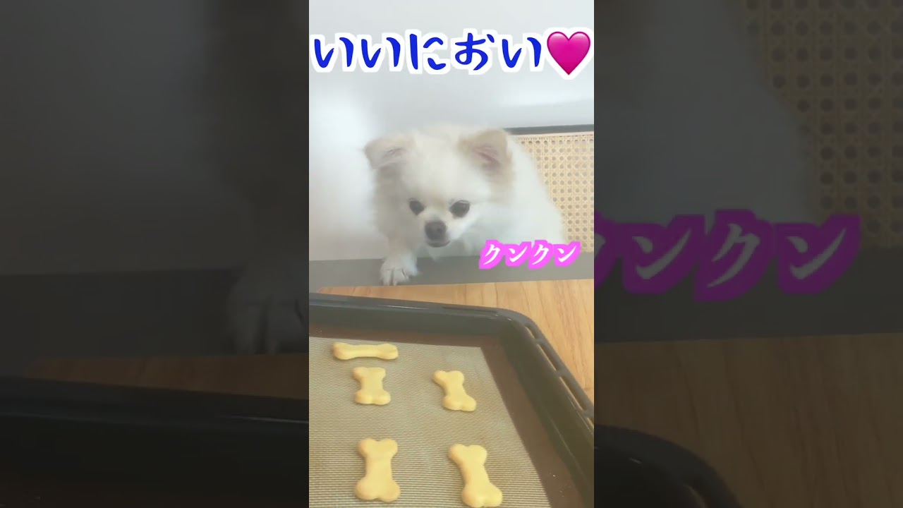 クッキーを食べる犬