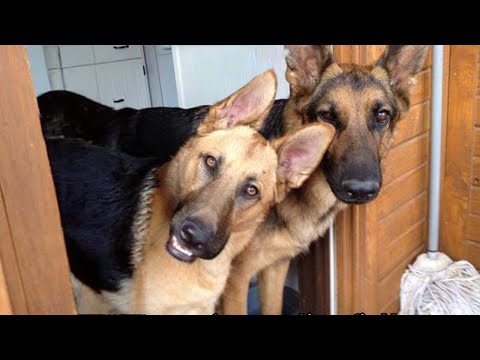 Ce berger allemand est le chien le plus drôle de tous les temps !