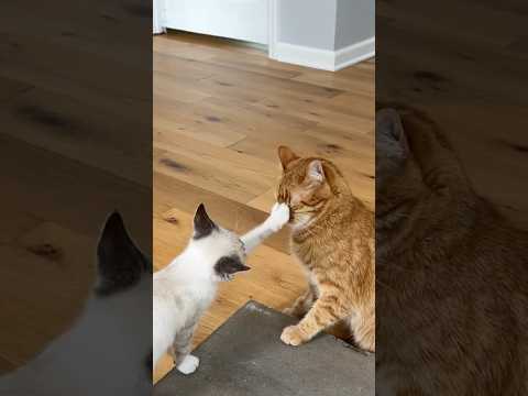 Gary rage baiting Kurt 💔