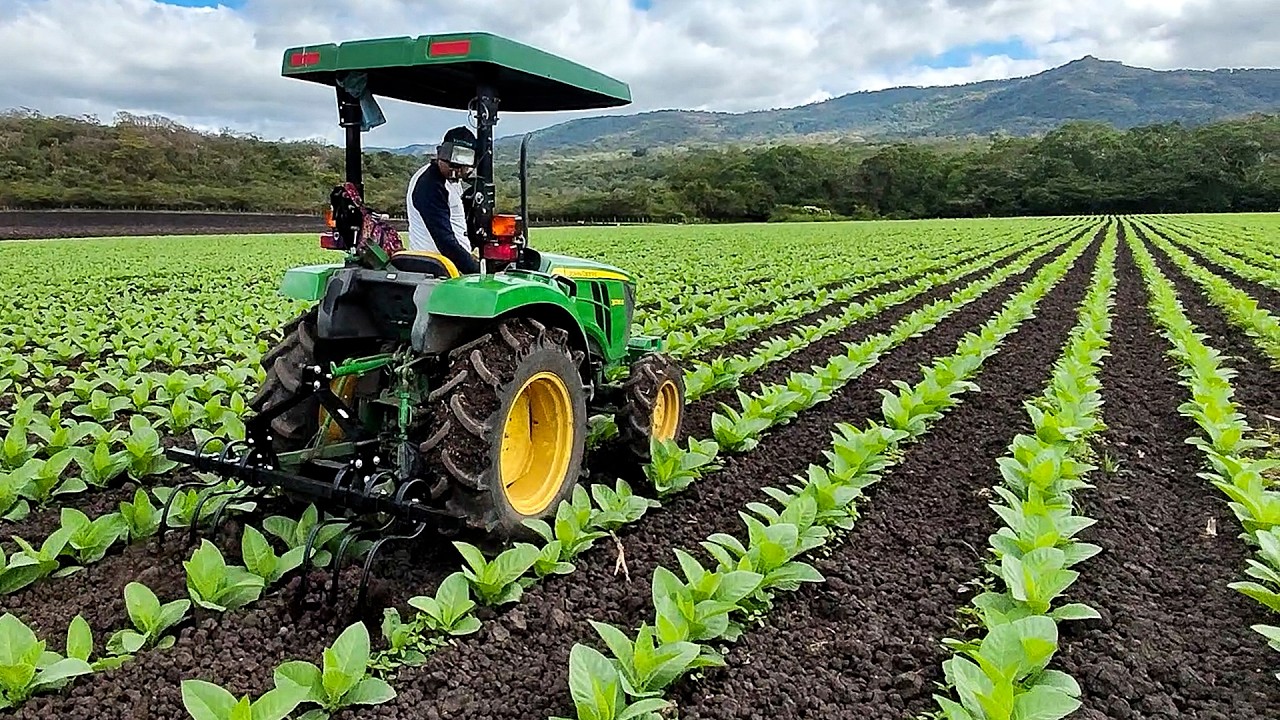 Furrowing, Cultivating, & Hilling Tobacco