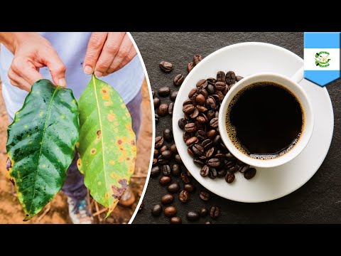 Coffee crisis? Outbreak of fungus threatens coffee supply - TomoNews