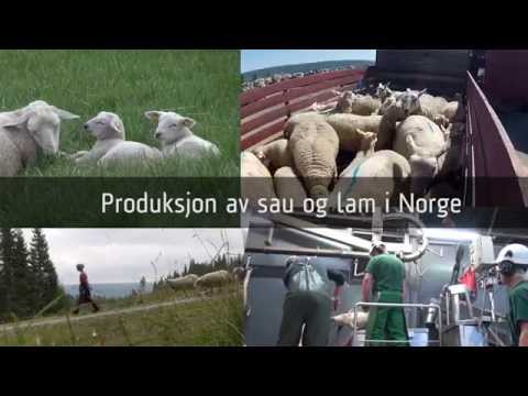 , title : 'Lammeproduksjon i Norge'