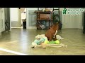 Boxer dogs for sale: Snowman - Video 1