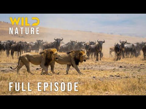 NOMADIC SURVIVAL - Savanna’s Most Brutal Conflict (Full Episode) | Nature animal documentary