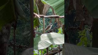 Download lagu Burung Cekakak Cokelat sedang mengincar mangsanya mp3