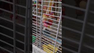 Parrotlet Birds Videos