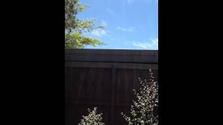 preview picture of video 'Our neighbours bees swarming in our Backyard in Greensborough'