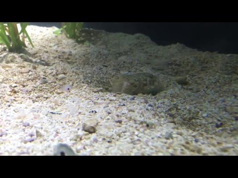 Common Cuttlefish on the Hunt