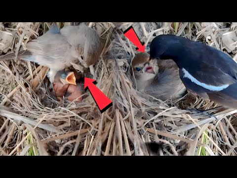 Oriental magpie birds Feeding Her Baby @beautyofnature4988