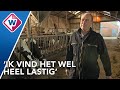 Stikstofplannen zorgen voor frustratie en kopzorgen bij boeren - OMROEP WEST