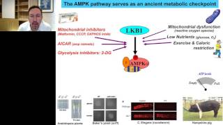 Advances in AMPK and Autophagy Signaling