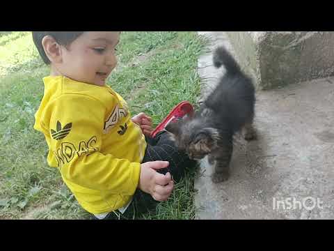 #cat #babies #😾😻#youtubeshorts