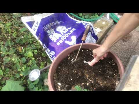  9月にパセリを鉢または地に播種できますか?豊作のための庭師の 5 つのヒント!  庭園