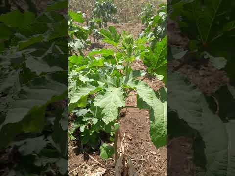 sitio cidade caririaçu Ceará