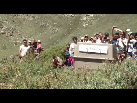 LIBERACIÓN DE CÓNDORES ANDINOS - MENDOZA