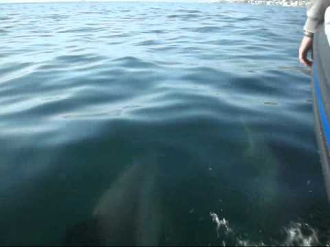 Dolphins of Cape Town - Soundtrack 009 Sound System