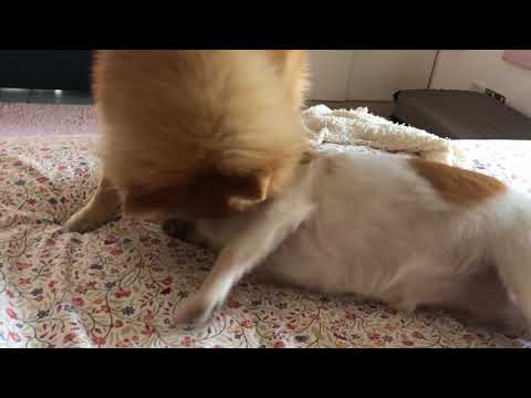 Cute puppies playing