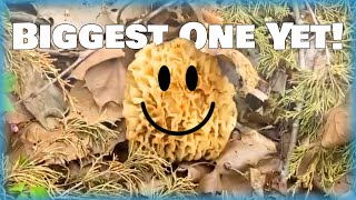 The great Morel hunt of 2023