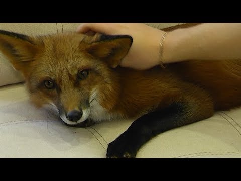 'Да это котопес!' Как лисе живется в квартире