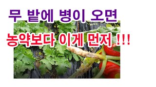 무 밭에 병이 오면 농약보다 이게 먼저...(무 재배, 무 병충해, 무름병, 노균병, 검은점무늬병, 뿌리 썩…