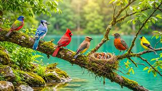 Download lagu Peaceful Bird Sounds & Soft Piano in Nature 🌿 Study Music for Focus and Mental Clarity mp3