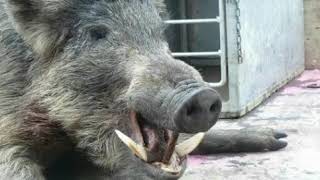 Native soulz - promise land