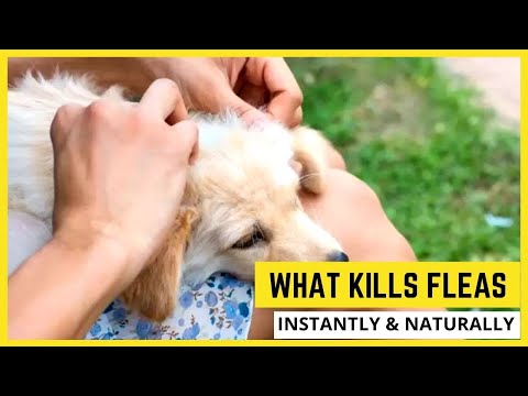 What Kills fleas On Dogs Instantly🦟How to Get Rid of Dog Fleas Fast & Naturally