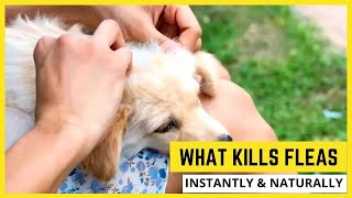 What Kills fleas On Dogs Instantly🦟How to Get Rid of Dog Fleas Fast & Naturally