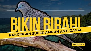 Download lagu MASTERAN SUARA PERKUTUT BANGKOK JUARA DURASI PANJANG PIYEK BETINA mp3