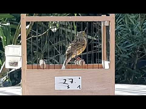 Cantor Español  2024