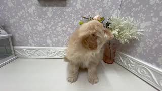 ハーフ犬の動画01