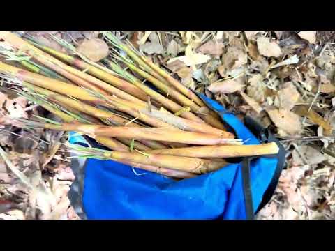 Uma estrada de longo alcance, um caminho de montanha, um complexo de montanhas, uma viagem à capital, brotos de bambu, um retorno à fruição, brotos de bambu, coisas desconhecidas, verdadeiro significado... #bambu brotos de bambu #fora #grande natureza #gourmet