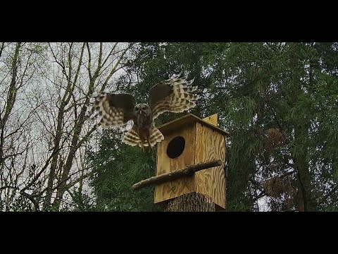 Male Barred Owl Attempts To Deliver A Rabbit | March 17, 2024 | Barred Owl Cam