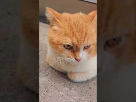 Ginger #utubeviralshorts #utubeshorts #petlover #catlover #beirutlebanon 🐱🐱🐱