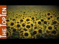The Top Ten Most Beautiful Yellow Flowers