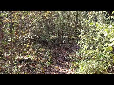 The Nature CCLII 💚