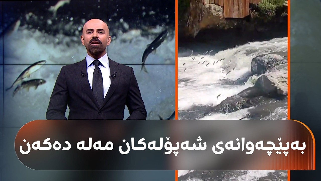ڤیدیۆ | ماسییەکانی دەریاچەی وانی باکووری کوردستان ببینە کە بەپێچەوانەی شەپۆلەکان مەلە دەکەن