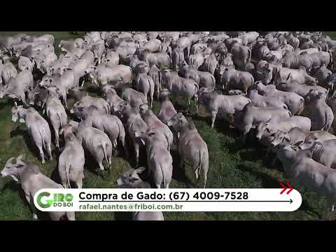 MAIOR PRODUTORA DE TOUROS CEIP DO BRASIL TAMBÉM SE DESTACA NA BOIADA